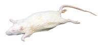 Frey Scientific Select Preserved Rat, Plain Injected, Formaldehyde-Free, Item Number 532264