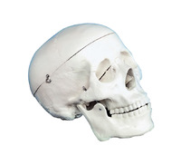 Frey Scientific Life Sized Adult Skull Model, Item Number 465848