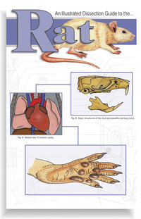Frey Scientific Mini-Guide to Rat Dissection, Item Number 580798