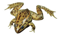 Frey Choice Preserved Grass Frogs - Single Injected - 4 4.5 inches - Pail of 50, Item Number 597756