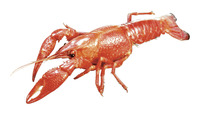 Frey Scientific Choice Preserved Crayfish, Plain Injected, Vacuum Pack of 10, Item Number 572504