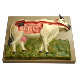 Image for EISCO Cow Digestive System Model from School Specialty