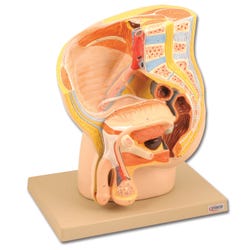 Image for Eisco Human Pelvis Model - Median Section - Male - 2 Parts from School Specialty