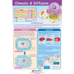 Image for NewPath Learning Osmosis and Diffusion Laminated Learning Poster, 23 X 35 in from School Specialty