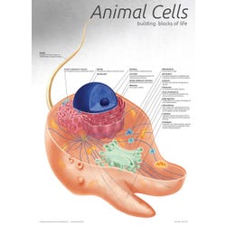 Image for Denoyer-Geppert Animal Cell Chart from School Specialty