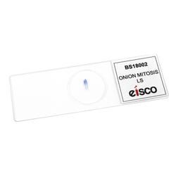Image for Onion Prepared Microscope Slide, Pack of 8 from School Specialty