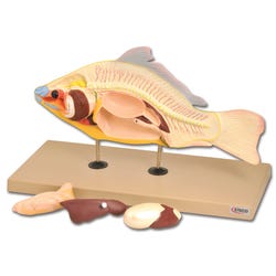 Image for Eisco Fish Model - Carp - Life Size - 4 Parts from School Specialty