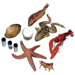 Image for Frey Choice Dissection Survey Student Pack - Medium Size - 10 Each of 12 Specimens from School Specialty