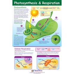 Image for NewPath Learning Photosynthesis and Respiration Poster from School Specialty