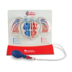 Learning Resources Pumping Heart Model 1370880