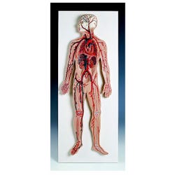 Image for 3B Scientific Circulatory System Model from School Specialty