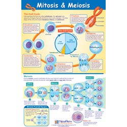 Image for NewPath Learning Mitosis and Meiosis Laminated Learning Poster, 23 X 35 in from School Specialty