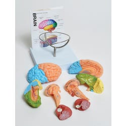 Image for United Scientific Human Brain Model 8-part from School Specialty