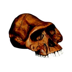 Image for Skullduggery Hominid Cranium - Australopithecus Afarensis Cranium from School Specialty