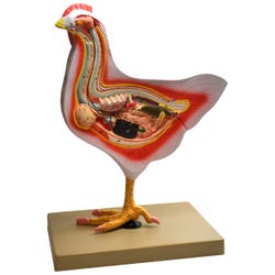 Image for EISCO Model Bird Dissection, Rooster from School Specialty