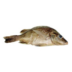 Image for Frey Scientific Choice Preserved Perch, Plain Injected, Vacuum-Sealed, Pack of 10 from School Specialty