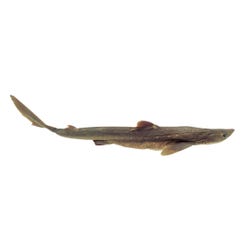 Frey Scientific Choice Plain Injected Preserved Shark, Formaldehyde Free, 18 to 22 Inches, Vacuum Sealed, Pack of 10, Item Number 596526