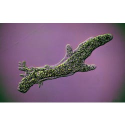 Frey Scientific Amoeba proteus Protozoa Culture - For 120 Students, Item Number 563740