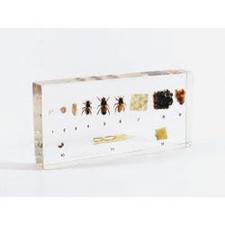 Image for Real Bug Honeybee Life Cycle Block from School Specialty
