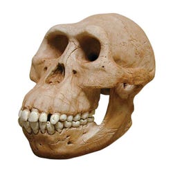 Image for Skullduggery Hominid Skull, Australopithecus Afarensis Skull from School Specialty
