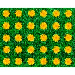 Image for Childcraft Dandelions Seating Carpet, Rectangle from School Specialty