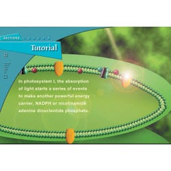Image for NeoSCI Photosynthesis and Respiration Neo/LAB Network License CD-ROM from School Specialty