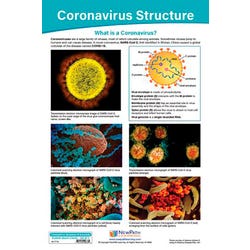 Image for NewPath Learning Coronavirus Structure & Immunity Bulletin Board Charts - Set of 4 from School Specialty