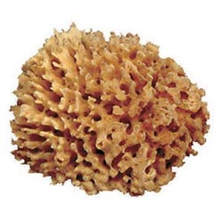 Royal & Langnickel Durable Soft Natural Florida Sea Wool Pottery Sponge, 4 - 5 in Dia Item Number 037784