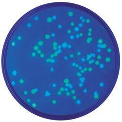 Image for Edvotek Transformation of E. coli with Green & Blue Flourescent Protein Plasmids Kit from School Specialty