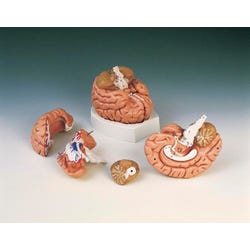 Image for 3B Scientific Brain Model, 5 Pieces from School Specialty