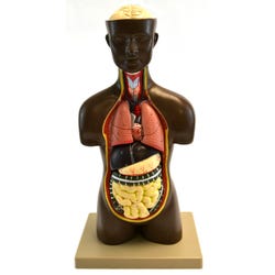 Image for Eisco Half-Size Unisex Human Torso Model with Head, 9 Parts from School Specialty