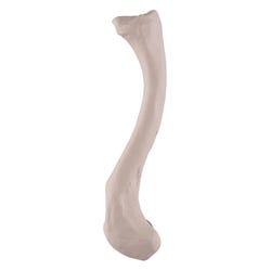 Image for 3B Replica Human Clavicle Bone - Left Side from School Specialty