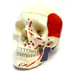 Image for EISCO Human Skull, Muscle Painted, 3 Parts from School Specialty