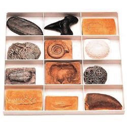 Image for NeoSCI Diversity of Life Fossil Replica Set from School Specialty