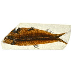 Image for EISCO Fossil Fish Replica from School Specialty