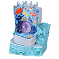Image for 3B Deluxe Animal Cell Model from School Specialty