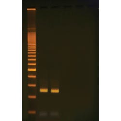 Image for Edvotek Quick PCR Kit from School Specialty