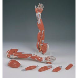 Image for 3B Scientific Muscled Arm Model, 6 Pieces from School Specialty