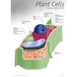 Image for Denoyer-Geppert Plant Cell Chart from School Specialty
