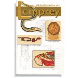 Image for Frey Scientific Mini-Guide to Lamprey Dissection, Paperback, 16 Pages from School Specialty