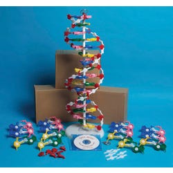 Image for Frey Scientific DNA Model Set with Instructional CD, Set of 4 from School Specialty