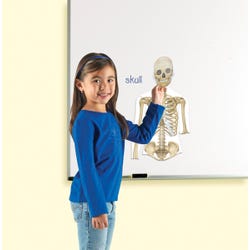 Image for Learning Resources Magnetic Human Body, Skeletal System and Muscular Systyem from School Specialty