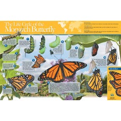 Image for Monarch Butterfly Life Cycle, Poster, Laminated, Entomology from School Specialty