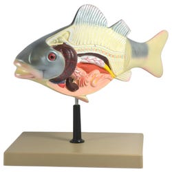 Image for EISCO 3D Fish Dissection Model from School Specialty