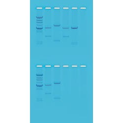Image for Edvotek DNA Fingerprinting Using Restriction Enzymes Kit from School Specialty