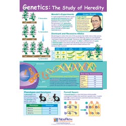 Image for NewPath Learning Genetics: the Study of Heredity Laminated Learning Poster, 23 X 35 in from School Specialty