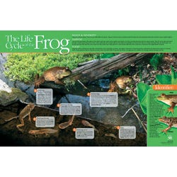 Image for NeoSCI Frog Life Cycle Laminated Poster, 35 in W X 23 in H from School Specialty