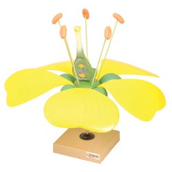 Image for Eisco Typical Flower Model from School Specialty