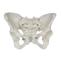 Image for Eisco Human Female Pelvis Model from School Specialty