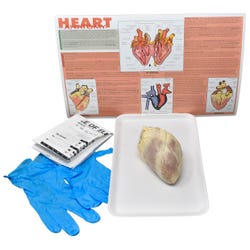 Frey Choice Dissection Kit - Mammalian Heart without Dissection Tools, Item Number 2041258